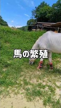 Horse breeding #horse #riding #explanation #study #trivia #horseracing