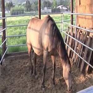 OMG! Close-up of a horse giving birth. #ANimals Daily Fishing Group: Daily Animals Life | Daily Fishing