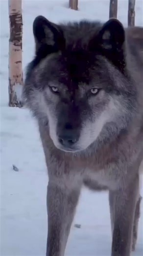 Cute ❤🐺 #wolves🐺 #wolfpack #wolves #wolf #wolvesofinstagram #fbreelsfypシ゚viral #reelsvideo #reelsfb #fypシ゚ #virals | We Love Wolves