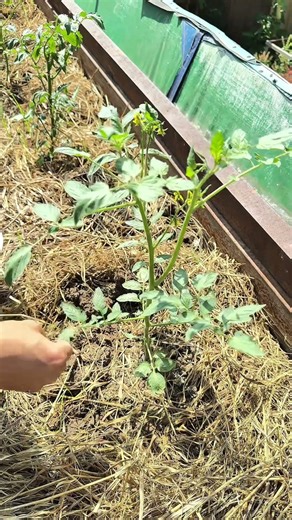 NPK = Tomato Explosion 🍅💥#tomato #backyardfarming
