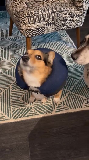 Chester is feeling much better and certainly has a lot to say these days! | Southeast Corgi Rescue