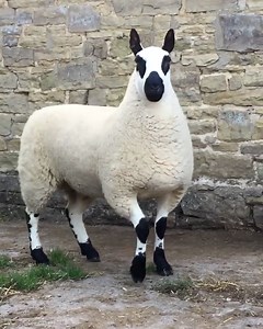 8.8M views · 137K reactions | So fluffy, so clean, so majestic ✨ | LADbible | Facebook