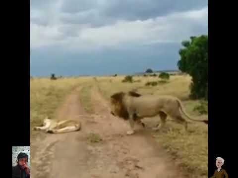 Lion Family Confrontation: Male vs Female Territory
