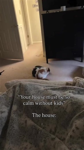 🤣🤣#cutecat #cat #funnypets #kitty #house