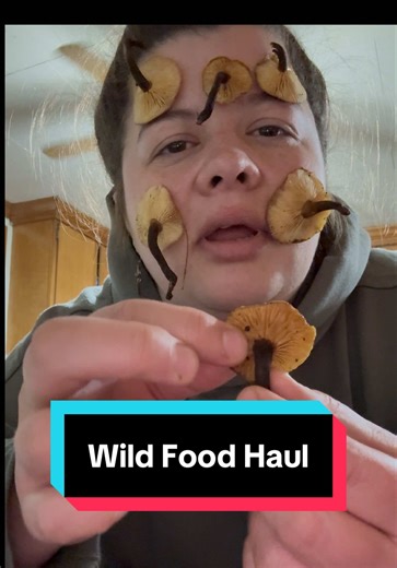 Wild Foraged Food Haul in Appalachia