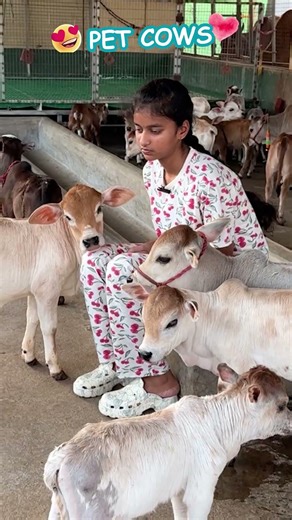 World’s Smallest Cows that can be grown in home Nadipathy Cattle (Just 1-2 Feet Tall)