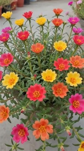 care tips for more flowering on portulaca plant #caretips #portulaca #naturalflowers