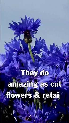 Why you should grow Cornflower💙