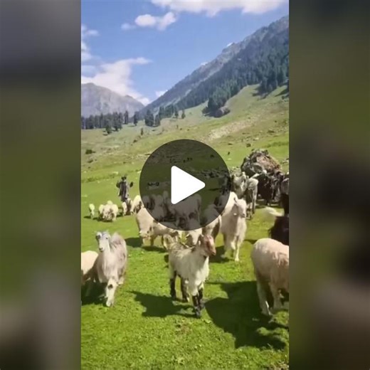 Trek more, Worry less💖 #trekkinglife #travelvideo #travelmusic #abctrek #ebctrek #langtang