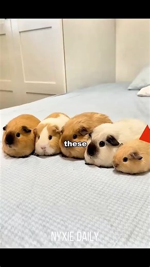 Surprising Reactions of a Cute Hamster