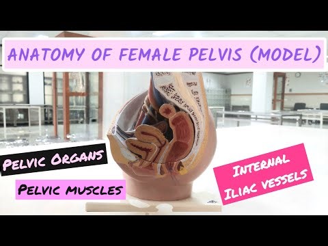 Female Pelvis Anatomy Model | Pelvic Organs | Internal Iliac artery branches | Pelvic floor muscles