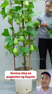 4.6M views · 46K reactions | Ganito pala magtanim ng Sayote ‎#diy #diyideas #tips #tipsandtricks #TipsTricks #hacksandtips #lifehacksforhome #trend #virals #trendingreelsvideo #trendingreels #lifehacks #lifehack #lifehacktutorial #howtoplantsayote #sayote #plantingtips #plantingvegetables #verticalfarming #amazingvideo #usefultips | Herbert Condez Sastre | Facebook