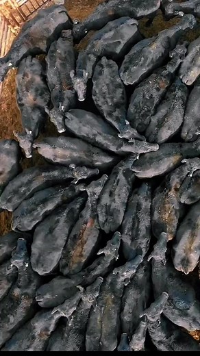 1.9M views · 8.7K reactions | Amazing drone view of these pregnant cows as we sort them. It looks like a sea of cows. #cattle #drone #amazingvideo #cows #animal | 1HandnFarming | Facebook