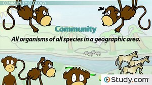 Levels of Ecology | Overview & Examples - Video | Study.com