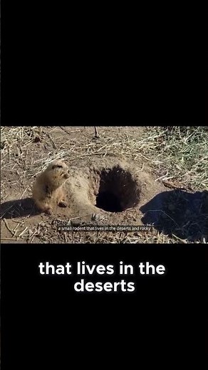 The Incredible Regenerating African Spiny Mouse