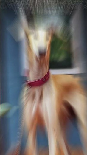 Top 6 Indian Dog Breeds You Need to Know About | Exploring Indian Dog Breeds| Pets Devotee