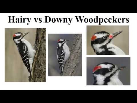 CEAP birds - woodpeckers and wrens