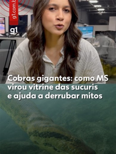 Cobras gigantes - Águas transparentes, encontros próximos com turistas e flagrantes de sucuris em rios de Bonito e do Pantanal transformam Mato Grosso do Sul em uma vitrine da espécie no Brasil. Registros publicados nos últimos meses mostram desde serpentes gigantes nadando perto de visitantes até cenas raras de predação e acasalamento — situações que ajudam a derrubar o estigma de animal agressivo associado à espécie. Segundo especialistas, a imagem negativa das sucuris foi construída ao longo 