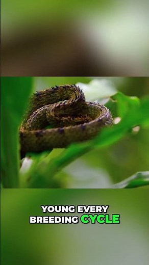 Spiny Bush Viper's AMAZING Live Birth Reproductive Habits! #shorts