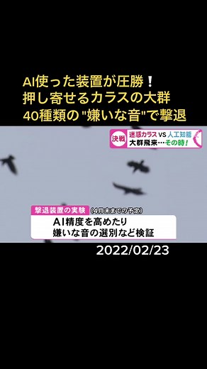 “迷惑者”の退治についに街が乗り出しました。#カラス撃退 の切り札として岐阜県大垣市で導入されたのは人工知能です。#人工知能 #AI #カラス #岐阜 #大垣 #大垣市役所 #ニュースOne #Tiktokでニュース #2月23日