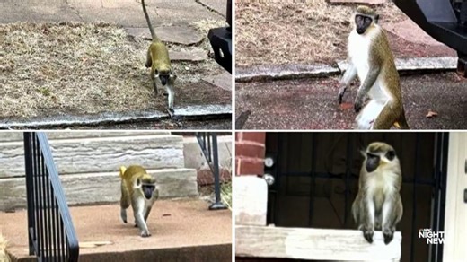 Officials say they are unsure of the origin of monkeys on the loose in St. Louis