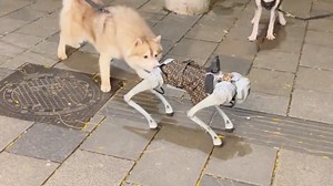 Two Siberian Huskies Met a Robot Dog, Then This Happened