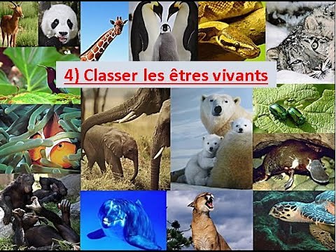 SVT6°Classification : Groupes emboités et Arbres de parenté