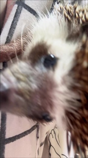 Hedgehog Sounds: Exploring Baby Hedgehog Noises and Behaviors