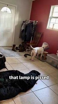 Dog.exe has stopped working #dog #dogs #funny #funnydog #fyp