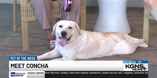 Pet of the Week: Meet Concha, the Basset Hound-Lab mix