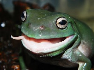 Green Tree Frogs having a treat! Feeding them pinkie mice.