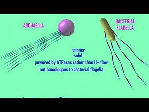 ARCHAELLA archaeal flagella