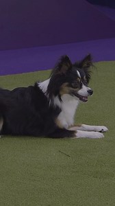 Butter was on a roll! This All-American dog sped through this year’s Masters Agility Finals course in 47.55 seconds, gliding smoothly over the course, outfitted by FieldTurf Landscape. | Westminster Kennel Club Dog Show
