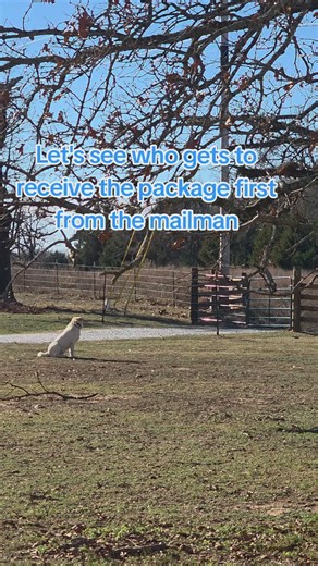 Loves to shred anything he can get ahold of.... #livestockguardiandog #dog #fyp #farmlife