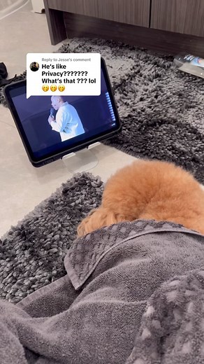 Replying to @Jesse and this why I be closing the bathroom door 😭 why would we come in here and tuck himself under the towel #minipoodle #dogsoftiktok #clingypet