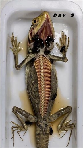 Garden Lizard Skeleton Revealed | Reptile Anatomy #shorts