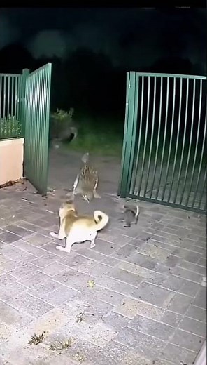 CAUGHT ON CAM: Brave Dog VICIOUSLY Attacks Intruding Bobcat!