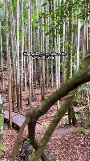You, me, forest bathing on the Sunshine Coast? 💚 If you haven’t explored Mapleton Falls National Park yet… this is your sign to add it to the list for your next Sunshine Coast escape 🌲 Plus, if you’re keen to connect with nature on an even DEEPER level, check out the experiences from the crew at Held Outside 👏 #VisitSunshineCoast #SunshineCoastForReal #SunshineCoastHinterland #ThisIsQueensland #nature