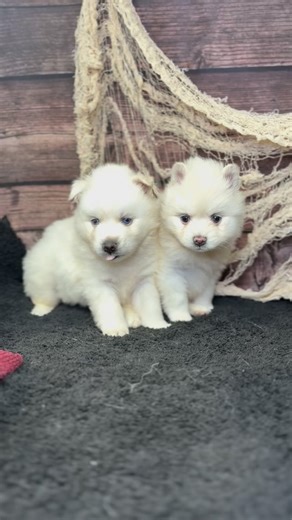 Polar bear pack | Portland Pomskies