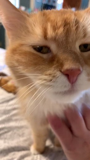 Mama would like a scratch ! #MamaSayThankYou #Mama #talkingcat #catsoftiktok #floof