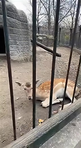 Exploring the Fascinating Wildlife in the Zoo