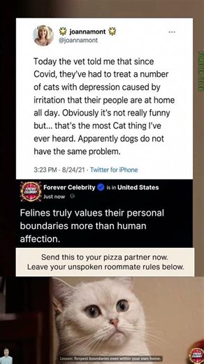 Finding Out Your Feline Flatmate Desperately Craves Unlimited Personal Space
