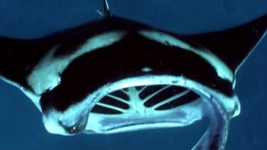 Brace yourself: Manta rays are no longer technically called mantas. So what are they? http://bit.ly/2u6oiMV | Oceana