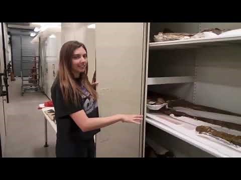 Discovery Day: National Fossil Day -- Virtual Tour of the Vertebrate Paleontology Collection