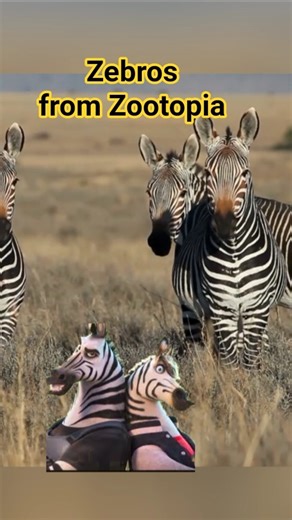 Fun Facts About Zebra #funfacts #wildlife #disneyfacts #zootopia #didyouknow #animals #shorts