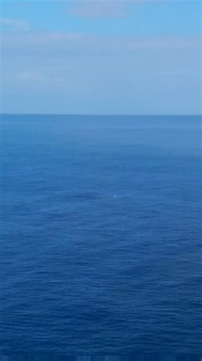 José M. Pagán | Cinematografía Aérea on Instagram: "A veces no se trata de buscar la toma "de película", sino de disfrutar el privilegio de estar aquí. 🐋✨ ​Esta mañana, gracias al aviso de una turista que la vio respirar a lo lejos, pudimos compartir este ratito con ella. Así, al natural y sin mucha edición, les comparto cómo se ve un viernes cualquiera en nuestra hermosa isla. ​Simplemente, Puerto Rico. 🇵🇷💙 ​#JoytoAereoVisualsPR #PuertoRico #Rincon #Ballenas #VidaDeIsla SinFiltro Naturaleza