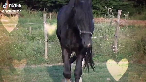 Beautiful Stallion #stallion #horse