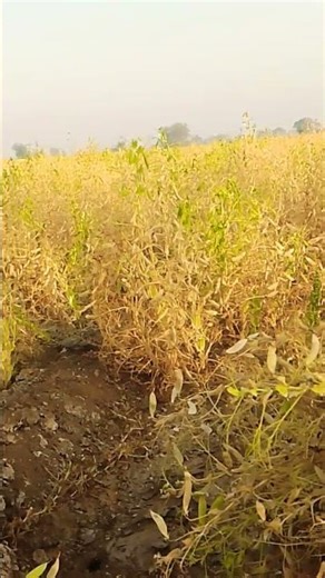 19 ફેબ્રુઆરી, 2026