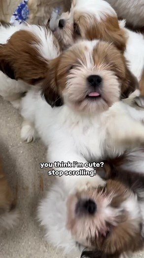 Witness the miracle of love and the second chances as 🦋Butterfly, our brave mama Lhasa Apso 🐾found solace from a puppy mill in Kansas to the safety and care at Big Dog Ranch Rescue Alabama. 🐶 Now here at our ranch in Florida, her precious litter of Lhasa Apso pups has arrived, filling our hearts with joy! These little bundles of cuteness are growing strong, and will soon be ready to embark on their incredible journey to find their forever home with you! Put your name down down now and get rea