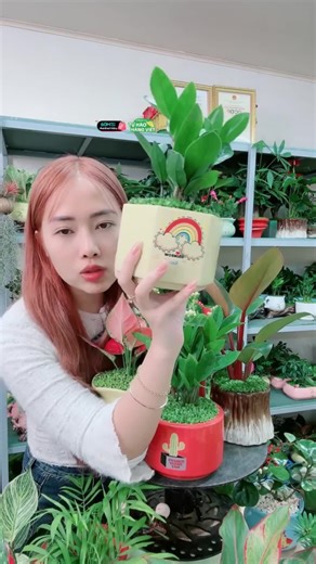 [Cây Phong Thuỷ] Cây Kim Tiền cỏ may mắn kèm chậu sứ decor phòng - giao chậu ngẫu nhiên dễ chăm dễ trưng Cây Canh mini để bàn